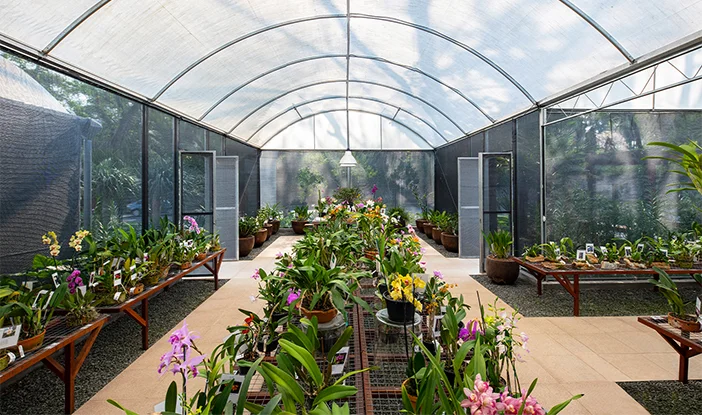 foto da estufa da orquidaria rosita, com várias espécies de orquídeas. Há espaços para as flores nas duas extremidades e no centro da foto <span height=