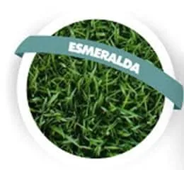 Grama Esmeralda - Edegramas