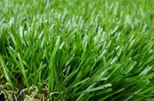 Grama Decorativa – DBL Nature