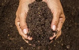 Biorremediação aproveita a ação de microrganismos para descontaminar o solo