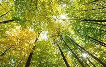 Obras brasileiras têm impactos ambientais mitigados