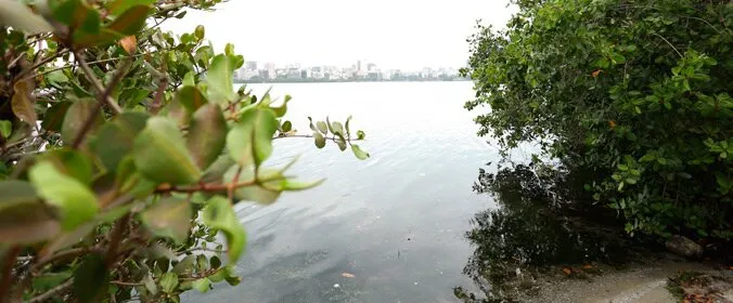 Mangue da Lagoa Rodrigo de Freitas